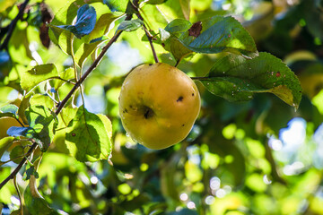  juicy, ripe apples, illuminated by the rays of the sun on the branch of an apple tree.autumn fruit...