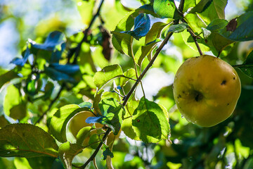 juicy, ripe apples, illuminated by the rays of the sun on the branch of an apple tree.autumn fruit harvest	
