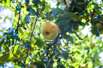 juicy, ripe apples, illuminated by the rays of the sun on the branch of an apple tree.autumn fruit harvest	
