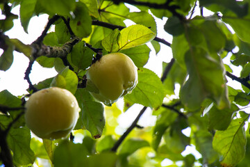 juicy, ripe apples, illuminated by the rays of the sun on the branch of an apple tree.autumn fruit harvest	
