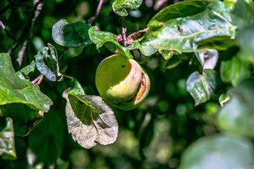 juicy, ripe apples, illuminated by the rays of the sun on the branch of an apple tree.autumn fruit...