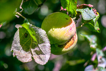  juicy, ripe apples, illuminated by the rays of the sun on the branch of an apple tree.autumn fruit...