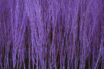 Fototapeta premium Close up colorful texture of dry branch tree.