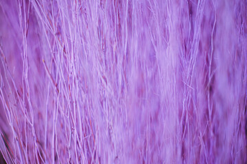 Close up colorful texture of dry branch tree.