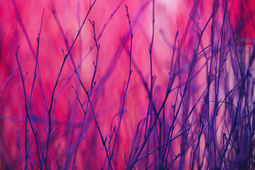 Close up colorful texture of dry branch tree.
