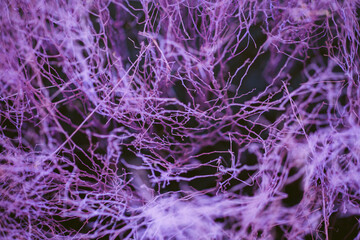 Close up colorful texture of dry branch tree.