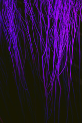 Close up colorful texture of dry branch tree.