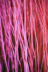 Close up colorful texture of dry branch tree.