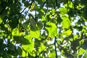  juicy, ripe apples, illuminated by the rays of the sun on the branch of an apple tree.autumn fruit harvest