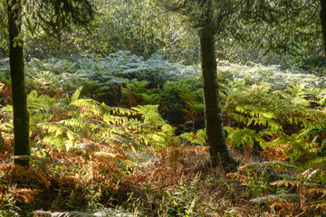 foret bois fougère