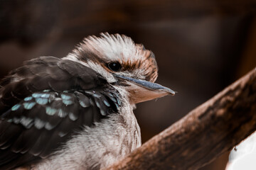 The kookabara bird sits on a branch and looks to the side. The onset of cold weather. High quality photo