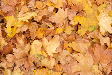 autumn leaves background