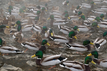 A flock of wild ducks on the lake. Many wild ducks swim in the winter lake. A flock of ducks in the water.