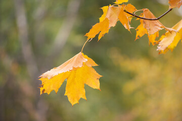 Multicolored autumn maple leaves as background.