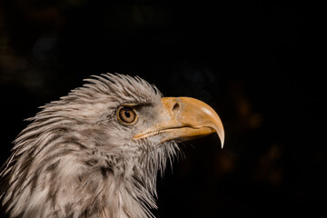 Close-up of the eagle's head looks up. High quality photo