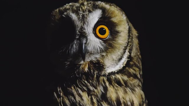 Funny Night Owl with Huge Bright Eyes on a Black Background. Ornithology.