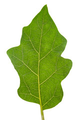 Close-up of organic green fresh eggplant leaf ( Solanum melongena)  isolated over white background