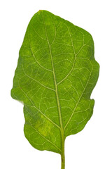 Close-up of organic green fresh eggplant leaf ( Solanum melongena)  isolated over white background
