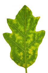 Close-up of organic green fresh eggplant leaf ( Solanum melongena)  isolated over white background