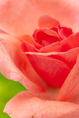 Macro Close-up of a fresh beautiful pale pink(orange) english rose. Symbol of love and romance