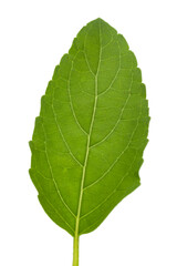 Close-up of organic green fresh Basil or Tulsi(  Ocimum tenuiflorum )  isolated over white background