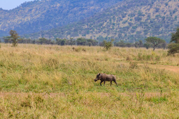 Common warthog (Phacochoerus africanus) in savanna in Serengeti national park, Tanzania