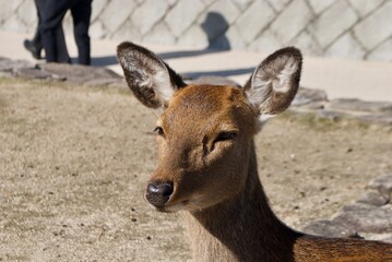 Doe