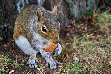 Squirrel in a park in London