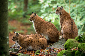 Lynx drieling