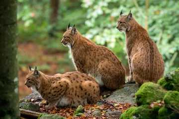 Papier Peint photo Lynx Lynx triplets