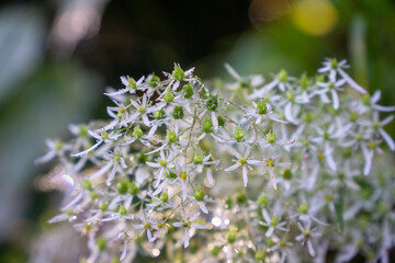 ダイモンジソウ