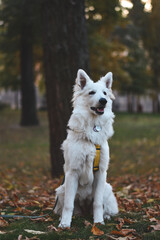 portrait of a white dog