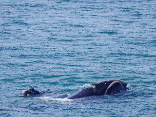 Obraz premium Southern right whale (Eubalaena australis). Hermanus. Whale Coast. Overberg. Western Cape. South Africa