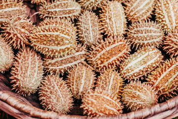 harvest of Cucumis Dipsaceus also known as Arabian cucumber or hedgehog cucumber in basket