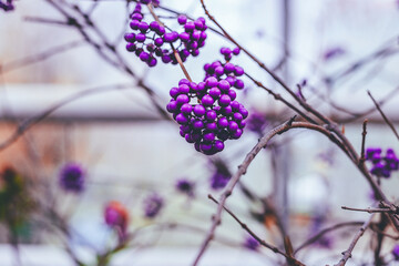 Lilac berries of a Callicarpa in garden