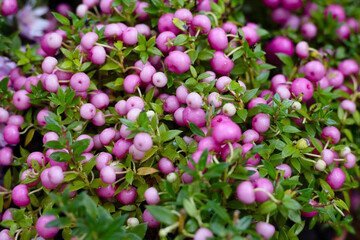 Symphoricarpos doorenbosii Mother of Pearl or Gaulthéria bush in garden