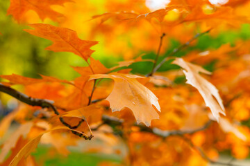 red oak tree with yellow and orange leaves in the autumn sunny park, leaf fall season