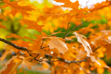 red oak tree with yellow and orange leaves in the autumn sunny park, leaf fall season
