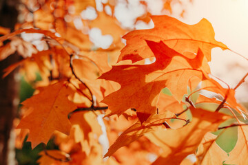 red oak tree with yellow and orange leaves in the autumn sunny park, leaf fall season