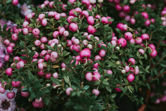 Symphoricarpos doorenbosii Mother of Pearl or Gaulth&eacute;ria bush in garden