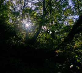 木漏れ日の森