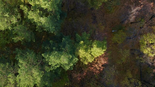 The concept of an active lifestyle and recreation. View from above of a hiking trail among old trees from which golden leaves fall. Park, old forest. High quality. 4k footage.