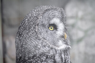 Búho Cárabo lapón / (Strix nebulosa)