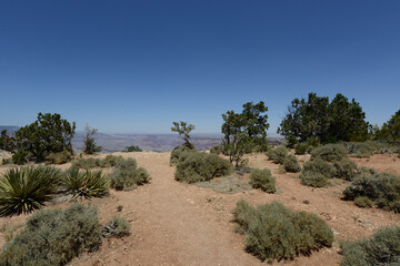 Scenic view of trees and shrubs at the south rim of the Grand Canyon on a sunny day