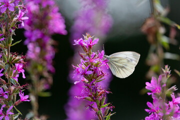 The cabbage white butterfly on beautiful purple and pink flowers, to collect nectar. Province of Gelderland. the Netherlands
