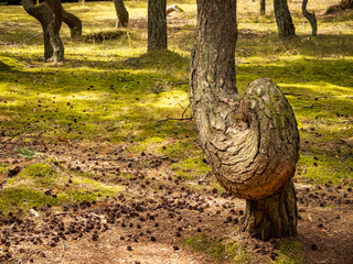 The Dancing Forest is a nature reserve. Unique curved tree trunks on the Baltic coast.