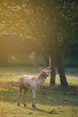 The Deer