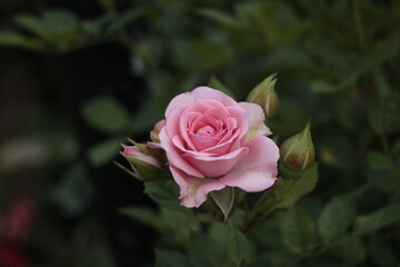pink rose in the garden