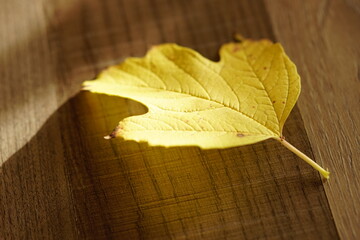 Autumn yellow hawthorn leaf on sunny wooden table