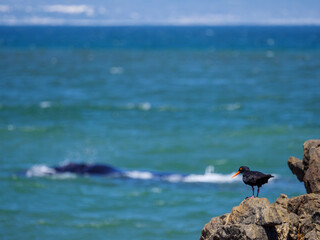 African black oystercatcher (Haematopus moquini),with a southern right whale (Eubalaena australis) in the background. Hermanus. Whale Coast. Overberg. Western Cape. South Africa